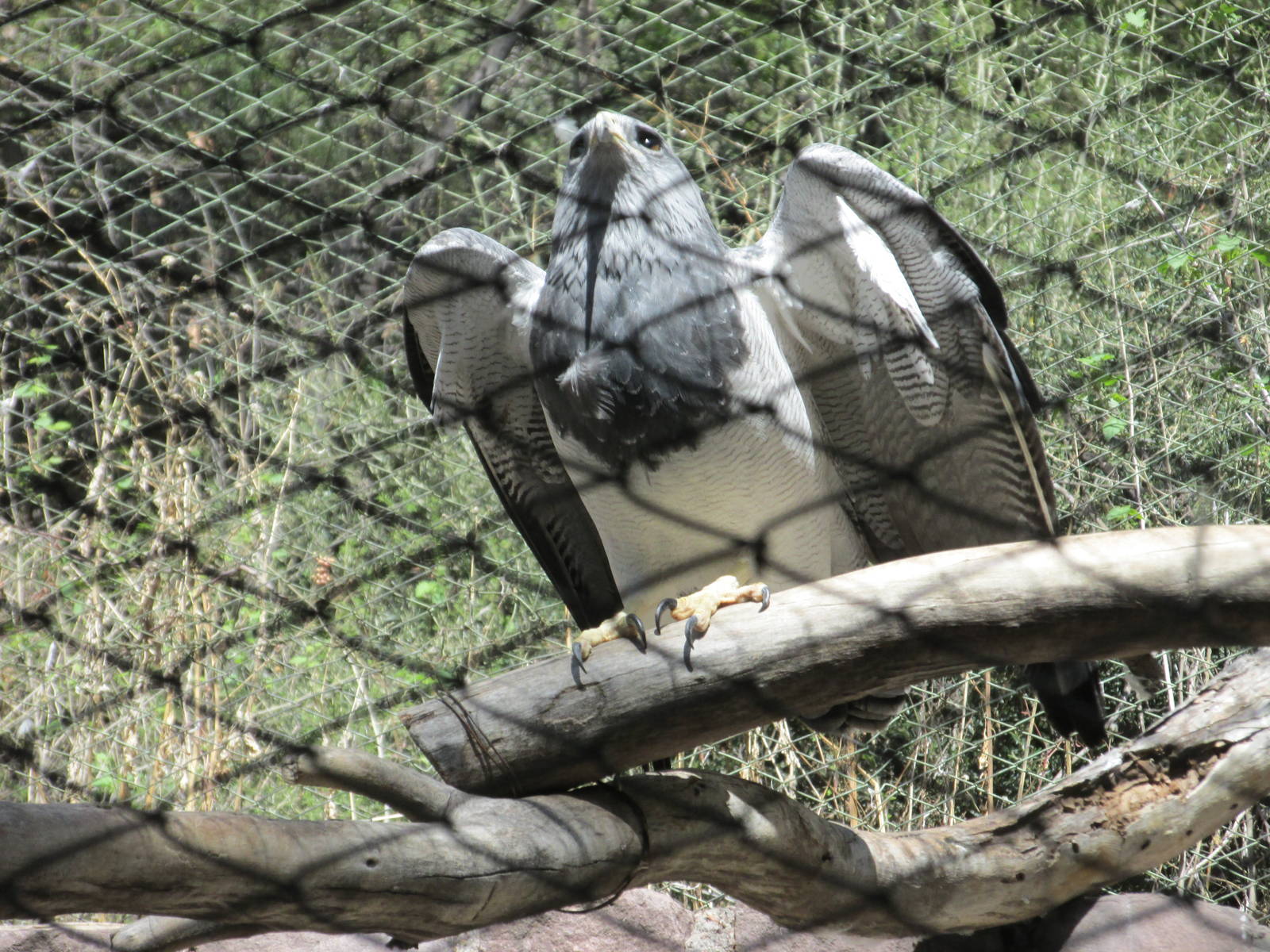 chilean blue eagle mendoza zoo