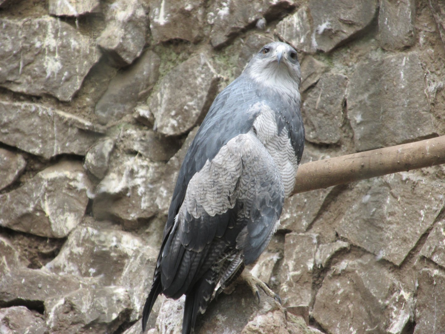 chilean blue eagle