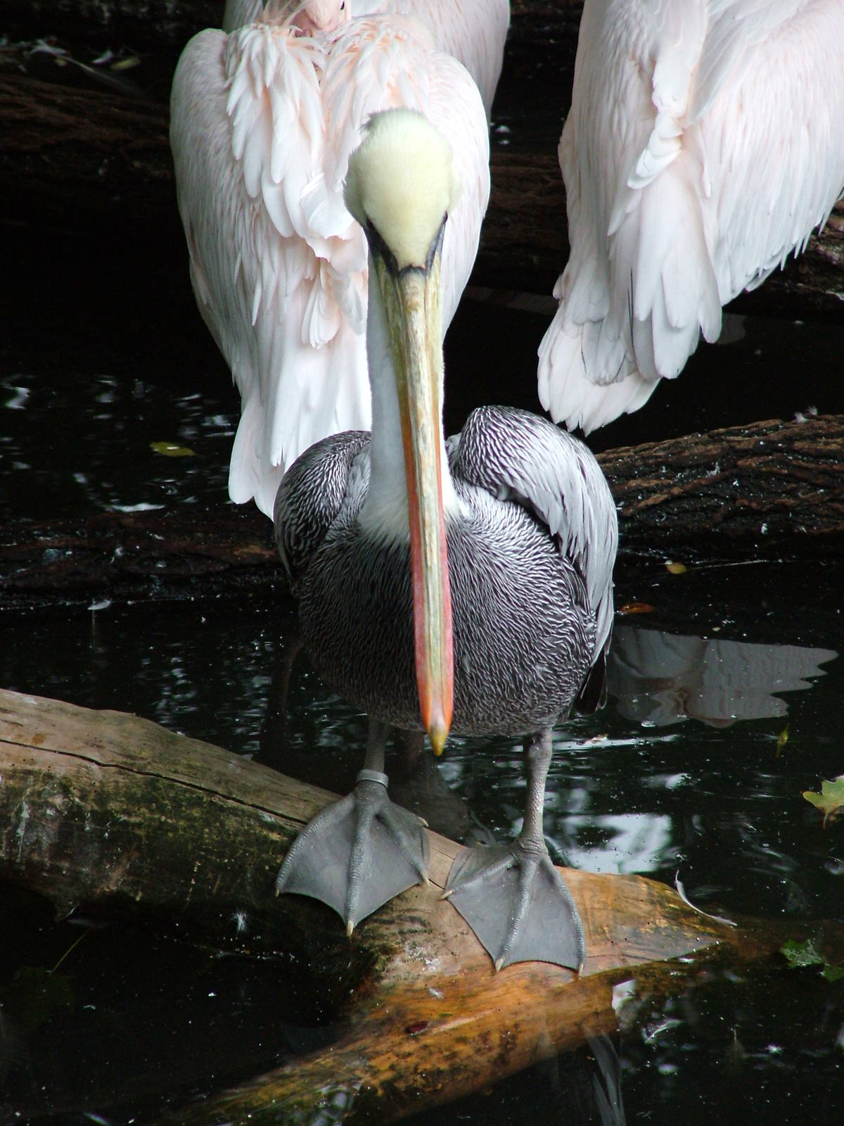 Chilean Brown Pelican at Tierpark Berlin, 30/08/11