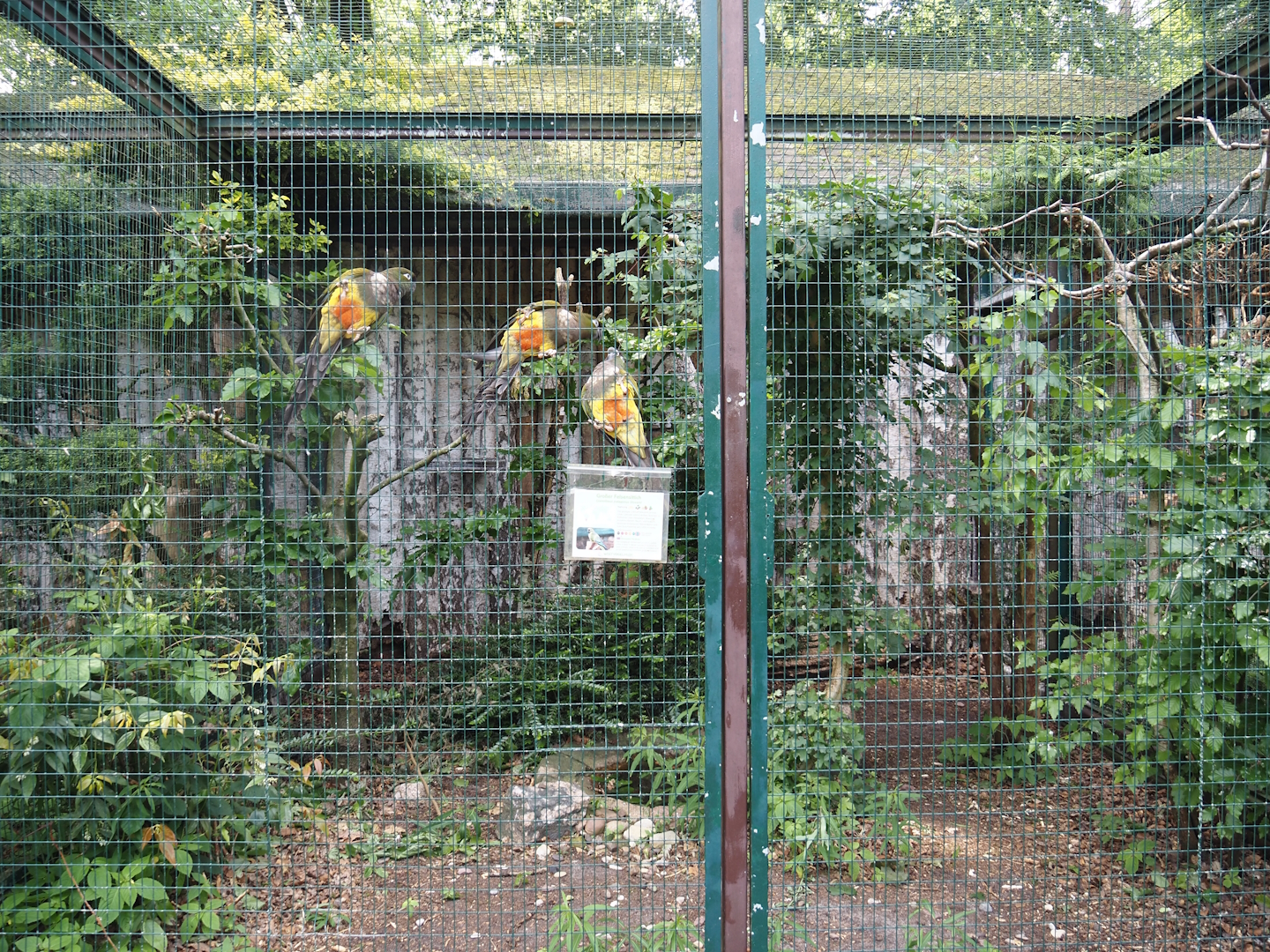 Chilean burrowing parrot aviary, 2024-05-21