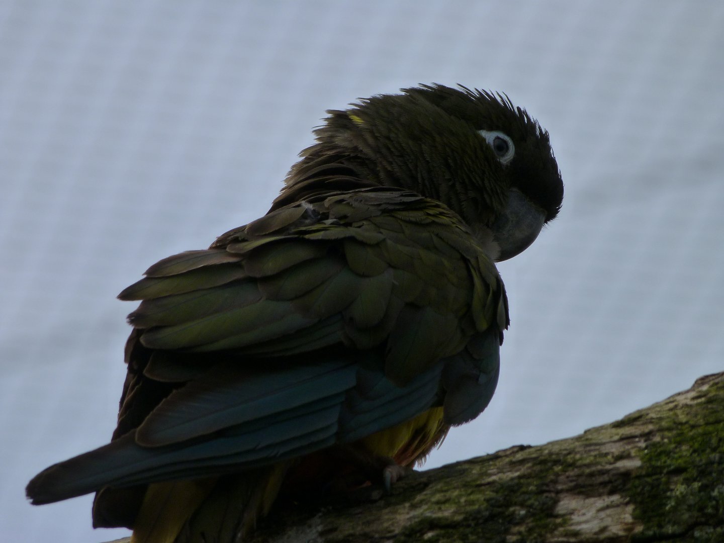 Chilean burrowing parrot -Bioparc de Doué la Fontaine (2025)