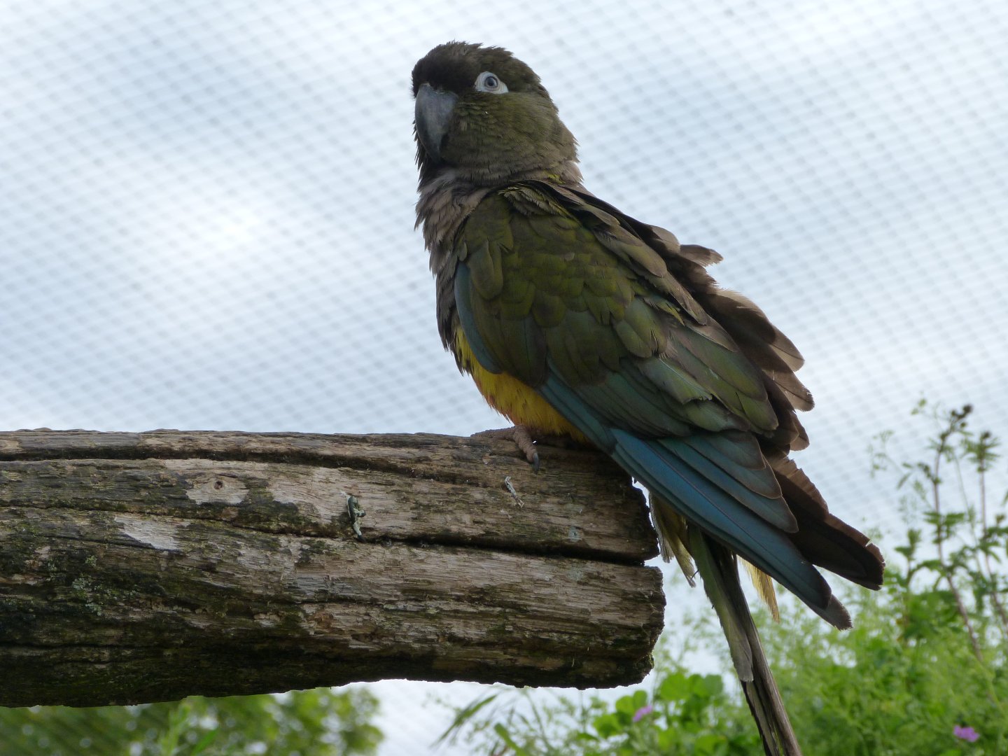 Chilean burrowing parrot -Bioparc de Doué la Fontaine (2025)
