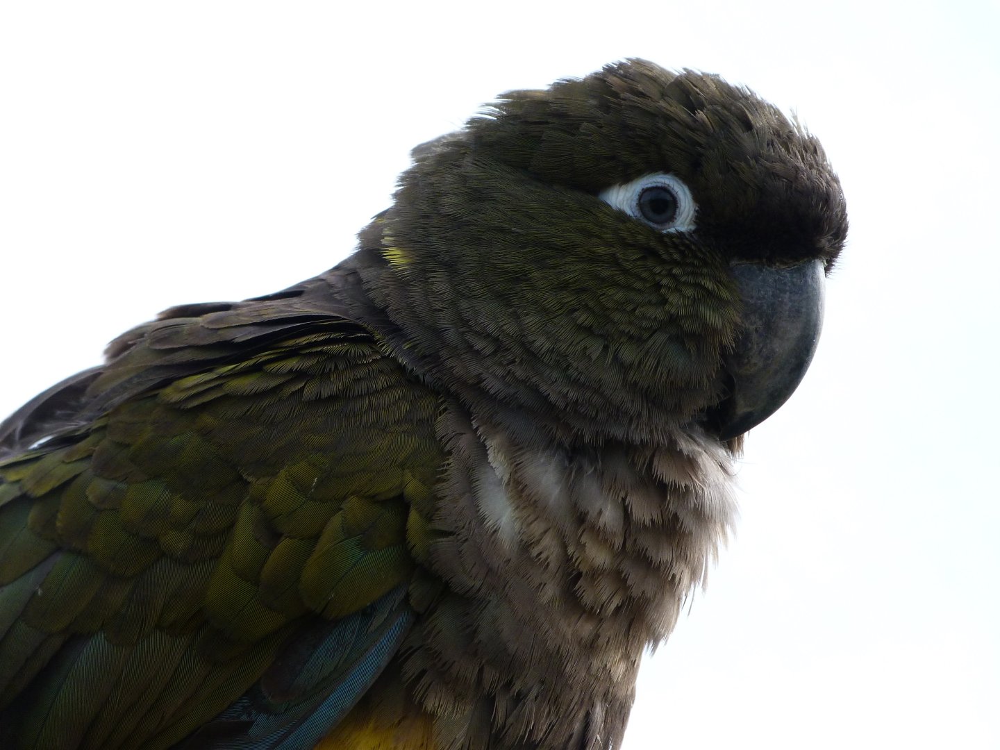 Chilean burrowing parrot -Bioparc de Doué la Fontaine (2025)