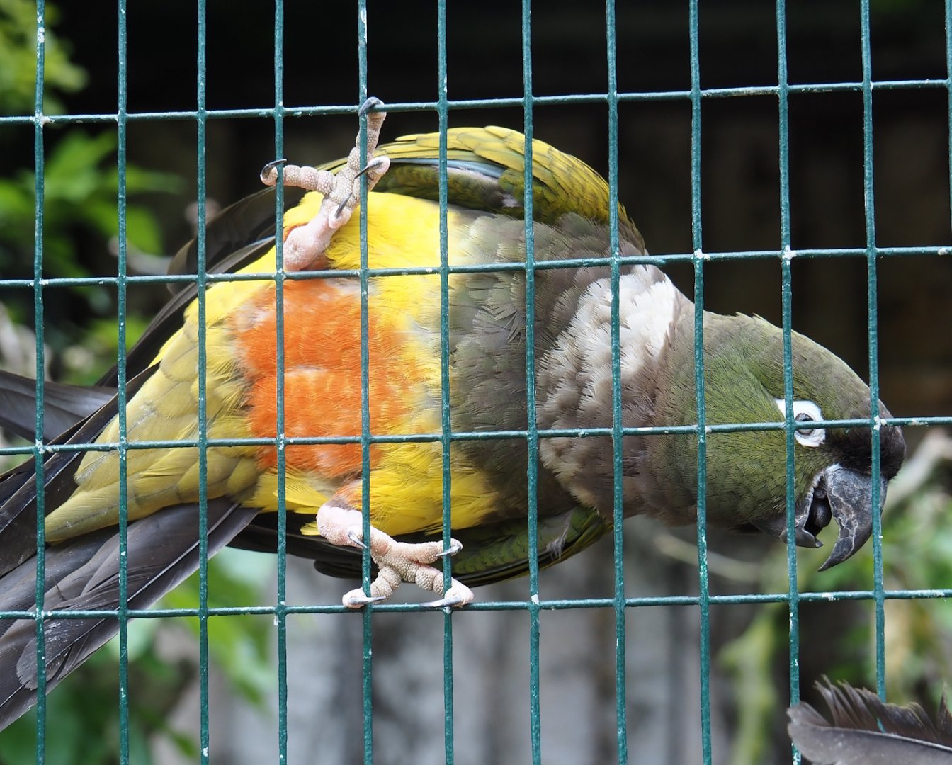 Chilean burrowing parrot (Cyanoliseus patagonus bloxami), 2024-05-21