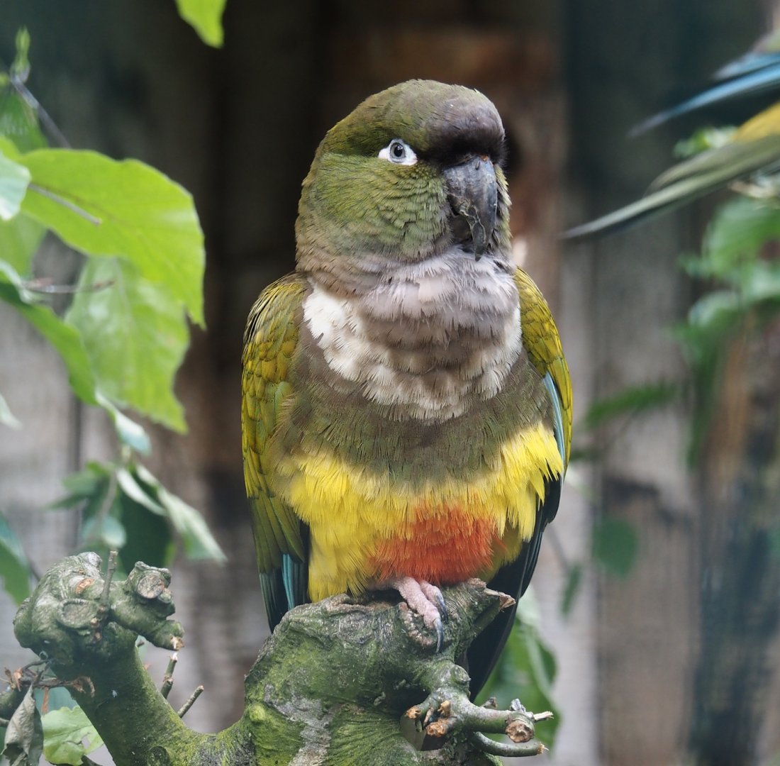 Chilean burrowing parrot (Cyanoliseus patagonus bloxami), 2024-05-23