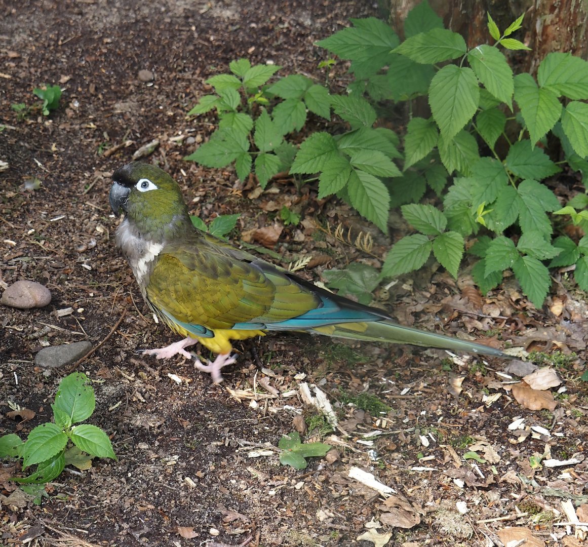 Chilean burrowing parrot (Cyanoliseus patagonus bloxami), 2024-05-24