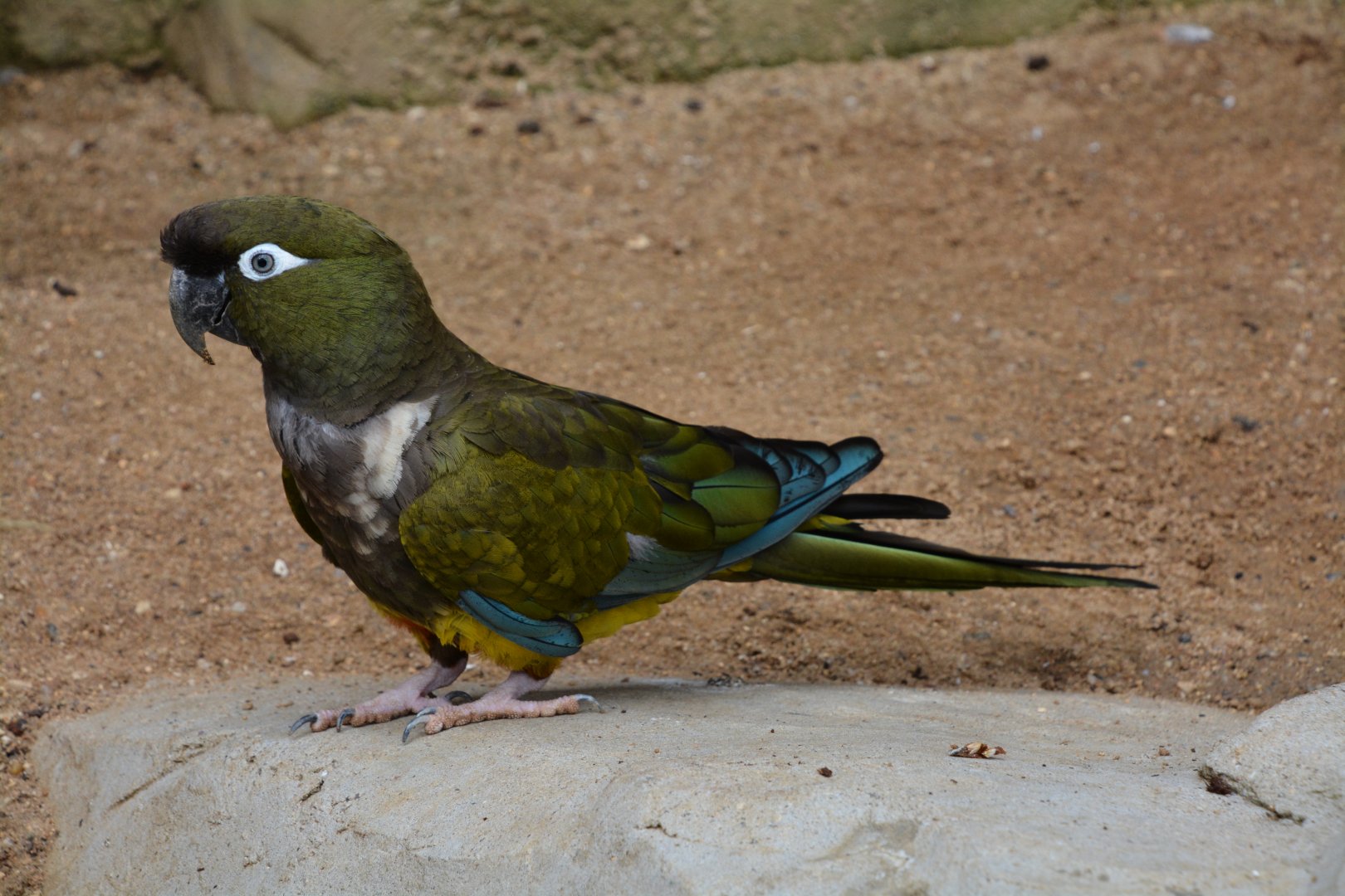 Chilean burrowing parrot (Cyanoliseus patagonus bloxami)