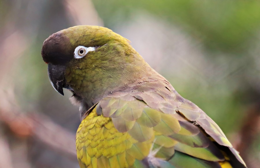 Chilean burrowing parrot (Cyanoliseus patagonus bloxami)