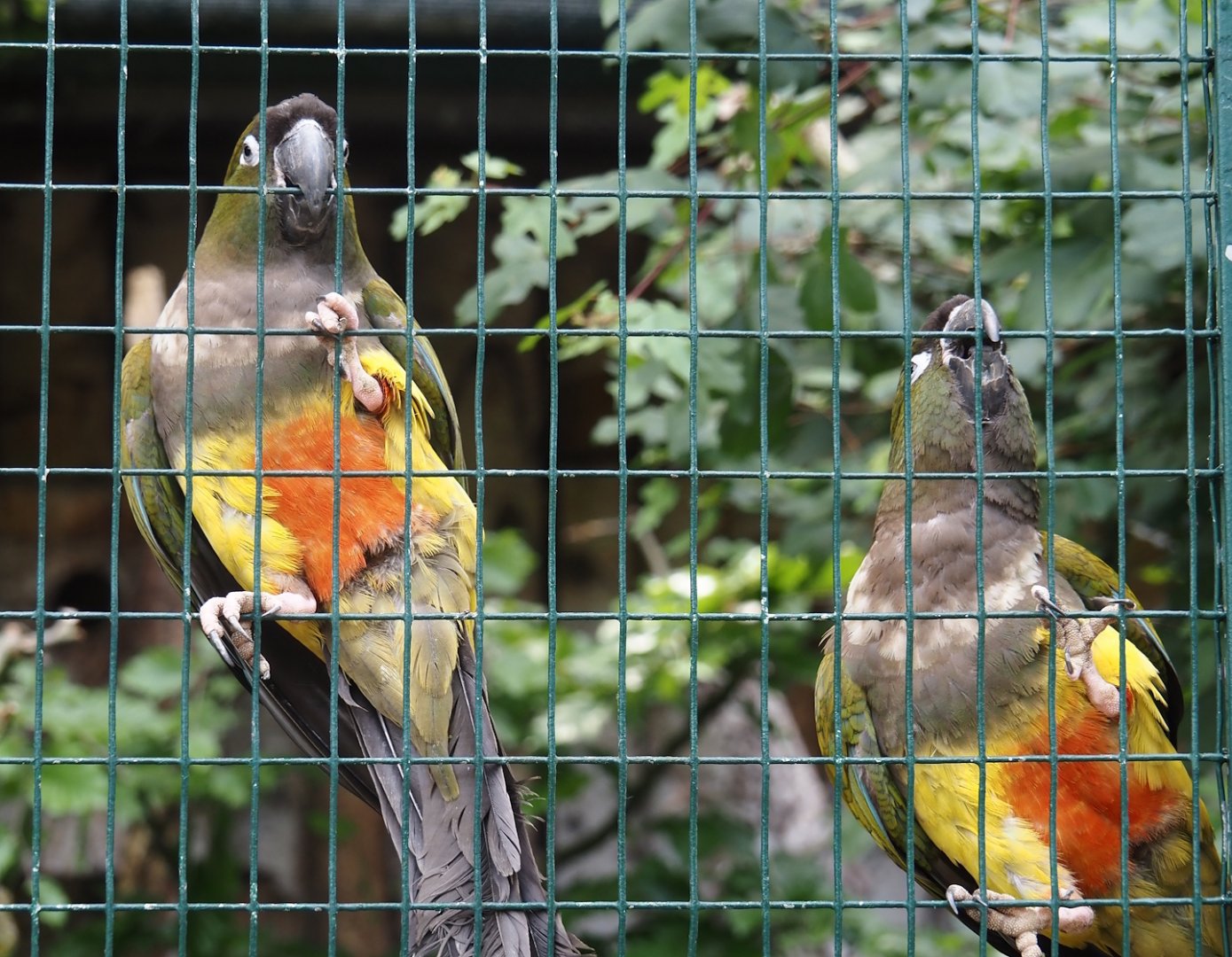 Chilean burrowing parrots (Cyanoliseus patagonus bloxami), 2024-05-21