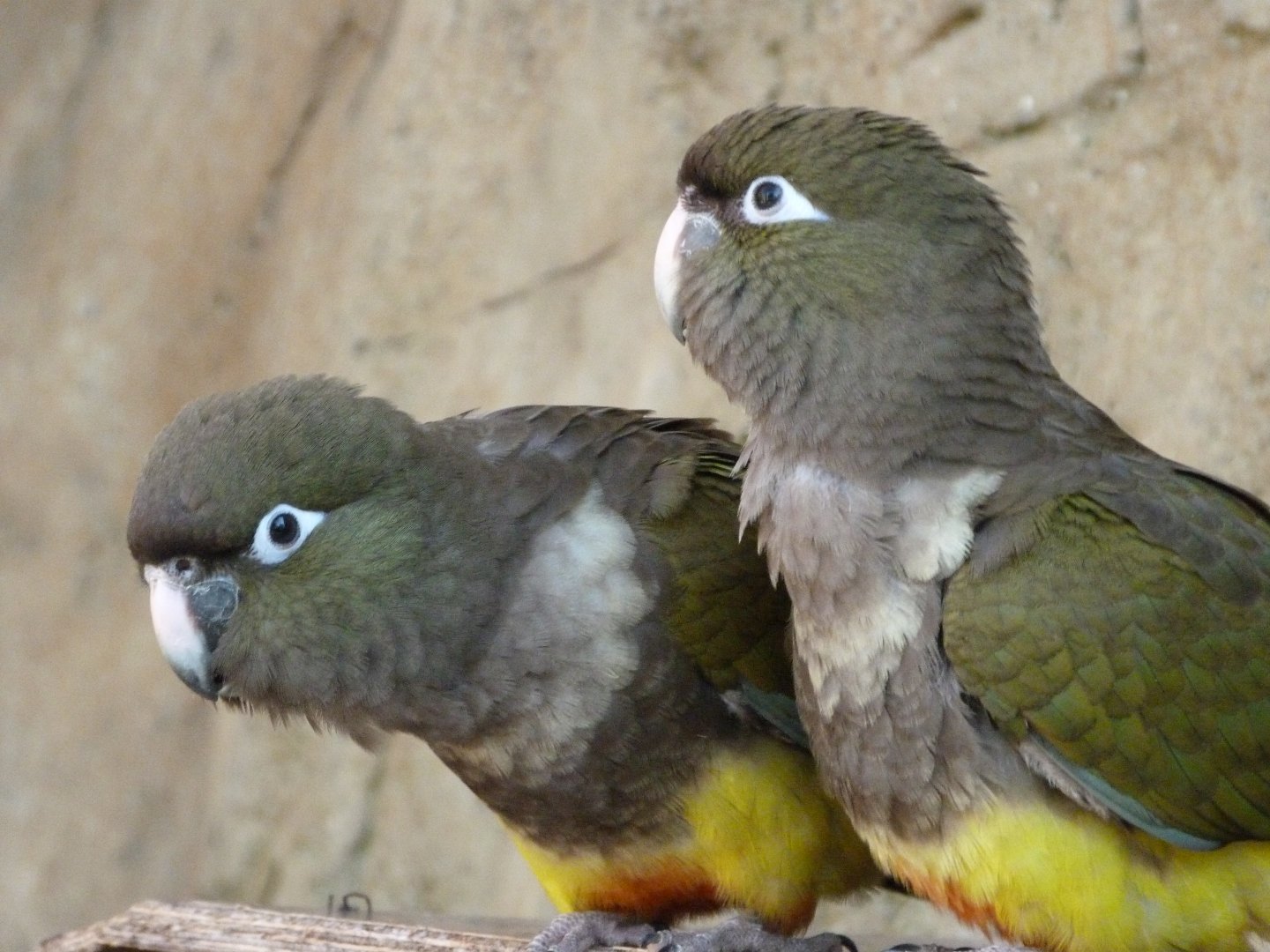Chilean burrowing parrots -Zoo Praha (2025)