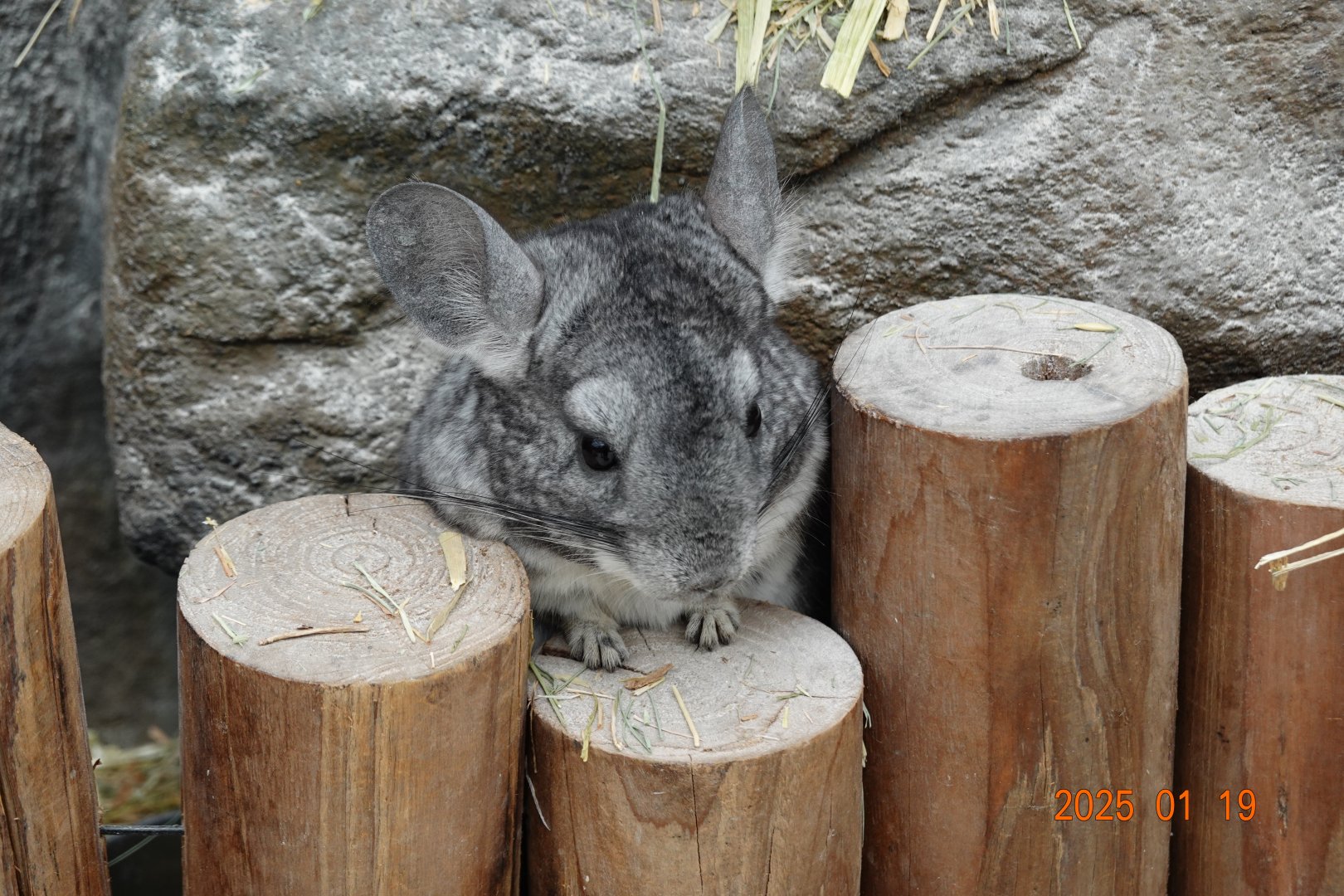 Chilean Chinchilla (Chinchilla lanigera)