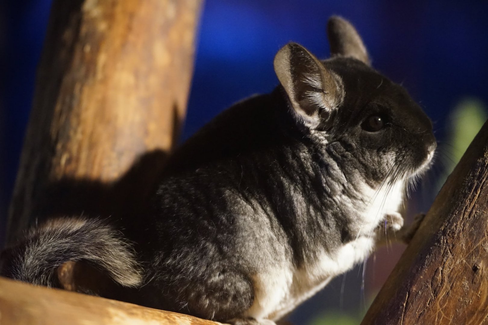 Chilean Chinchilla