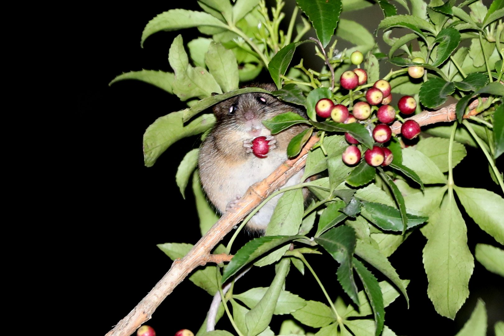 Chilean Climbing Mouse (Irenomys tarsalis)