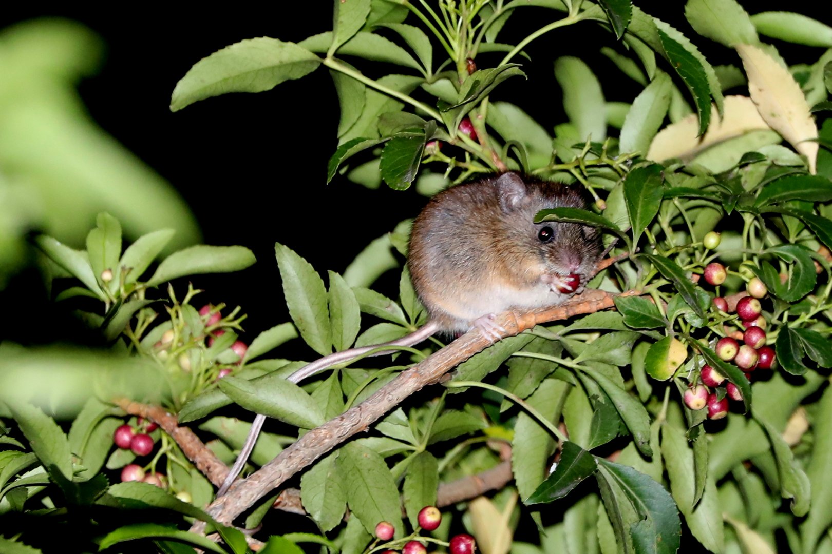 Chilean Climbing Mouse (Irenomys tarsalis)