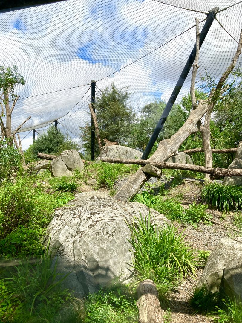 Chilean cougar exhibit