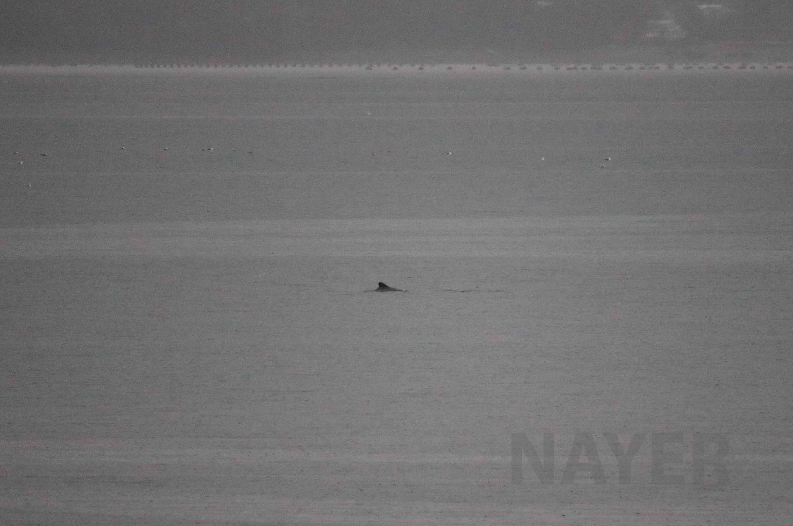 Chilean dolphin, April 2016