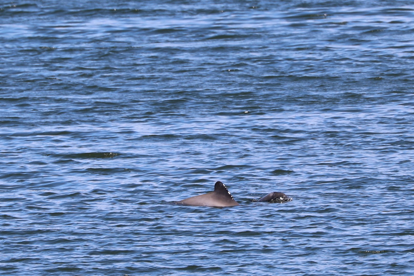 Chilean dolphin (Cephalorhynchus eutropia)