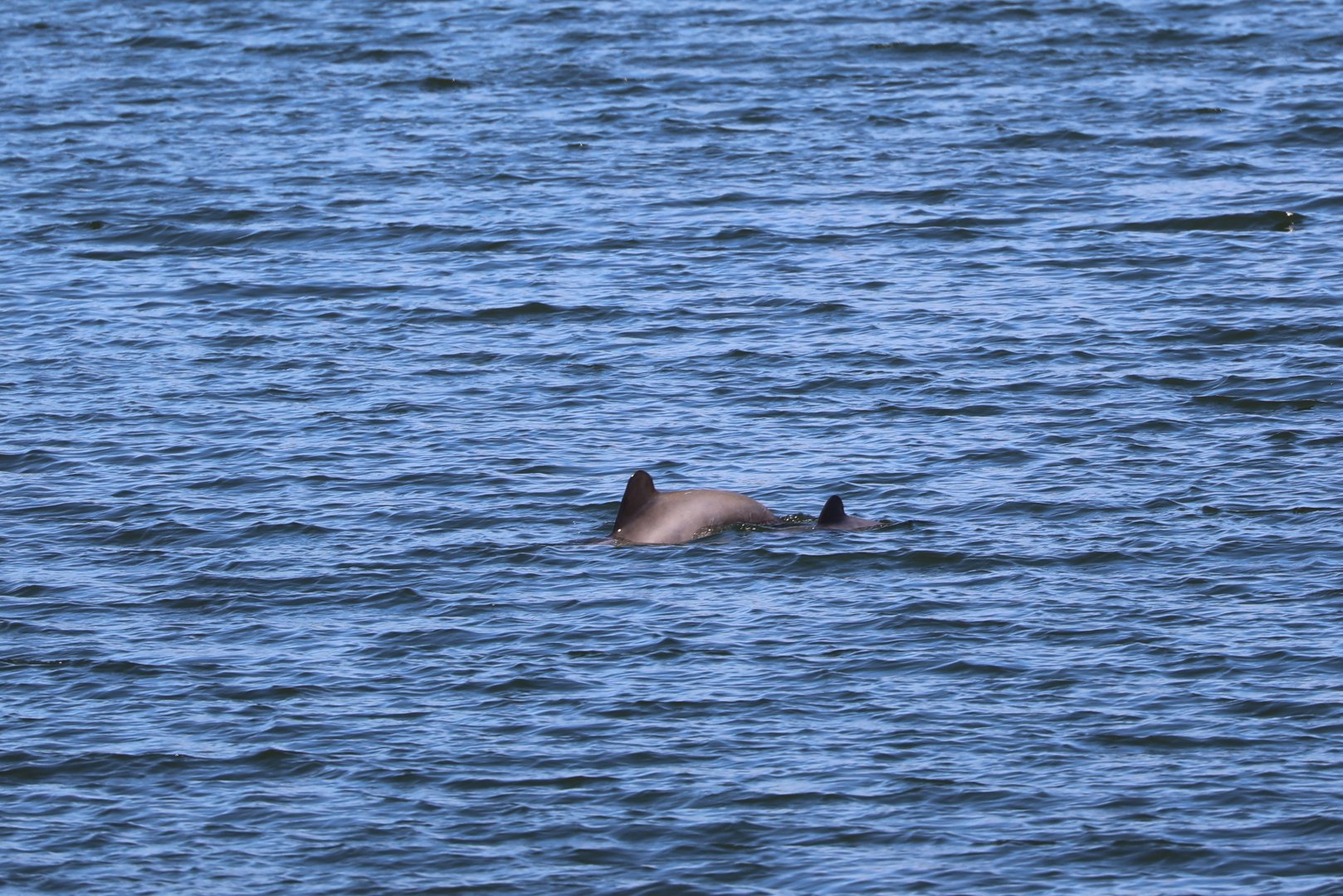 Chilean dolphin (Cephalorhynchus eutropia)