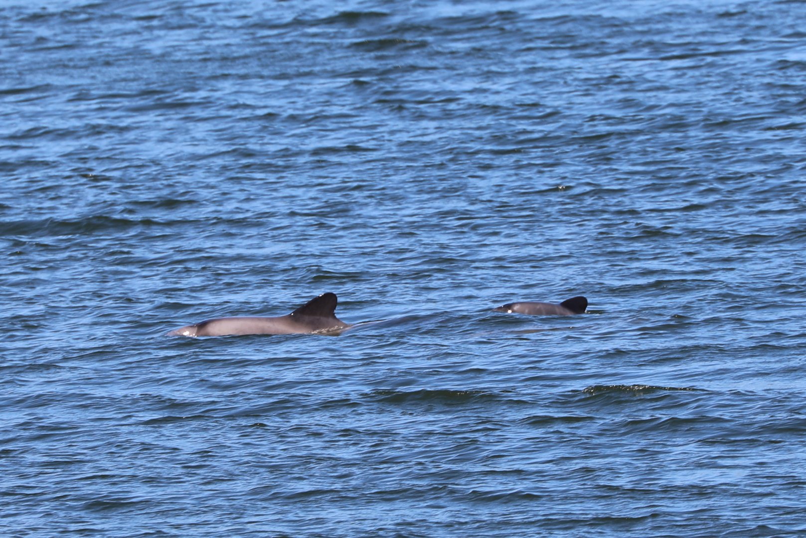 Chilean dolphin (Cephalorhynchus eutropia)