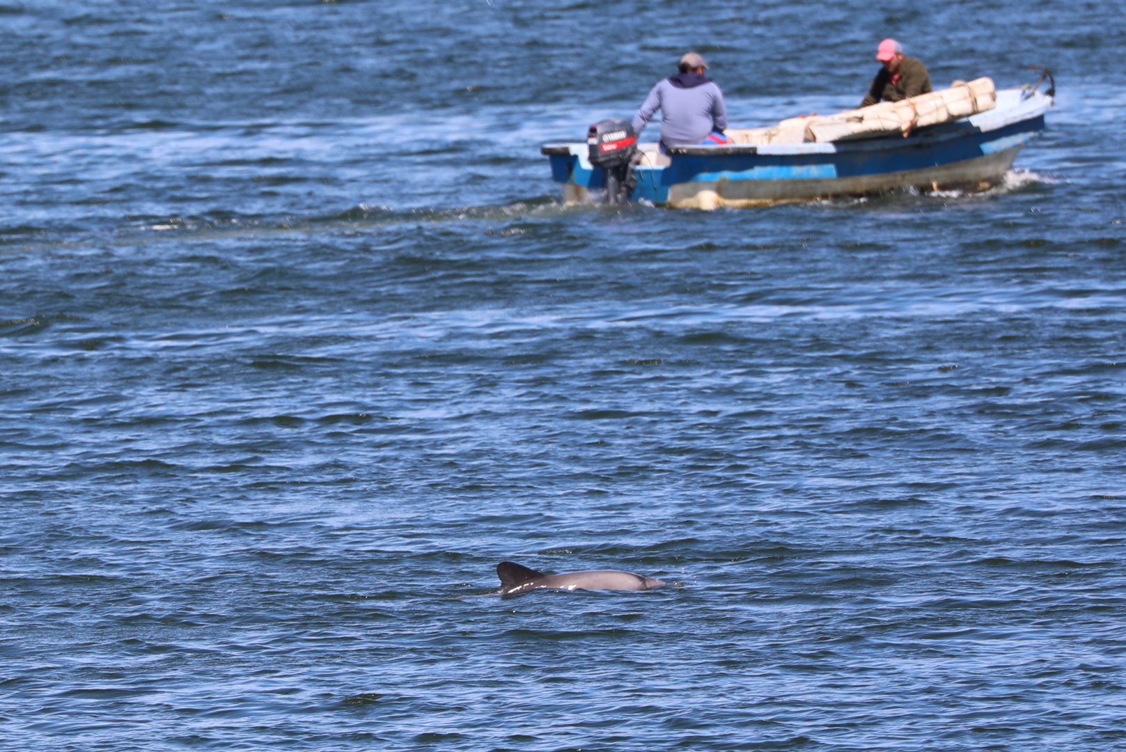 Chilean dolphin (Cephalorhynchus eutropia)