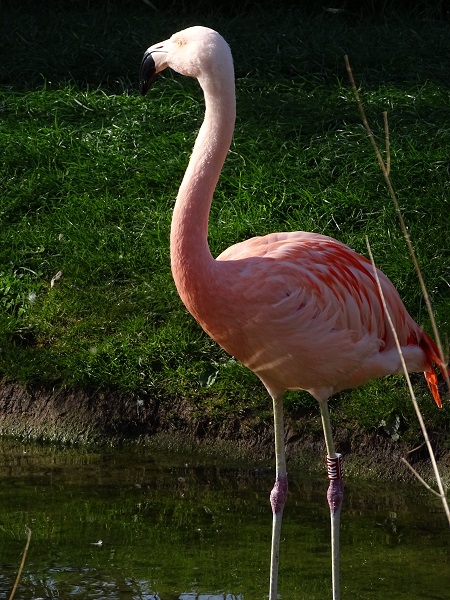 Chilean flamingo (04/2022)