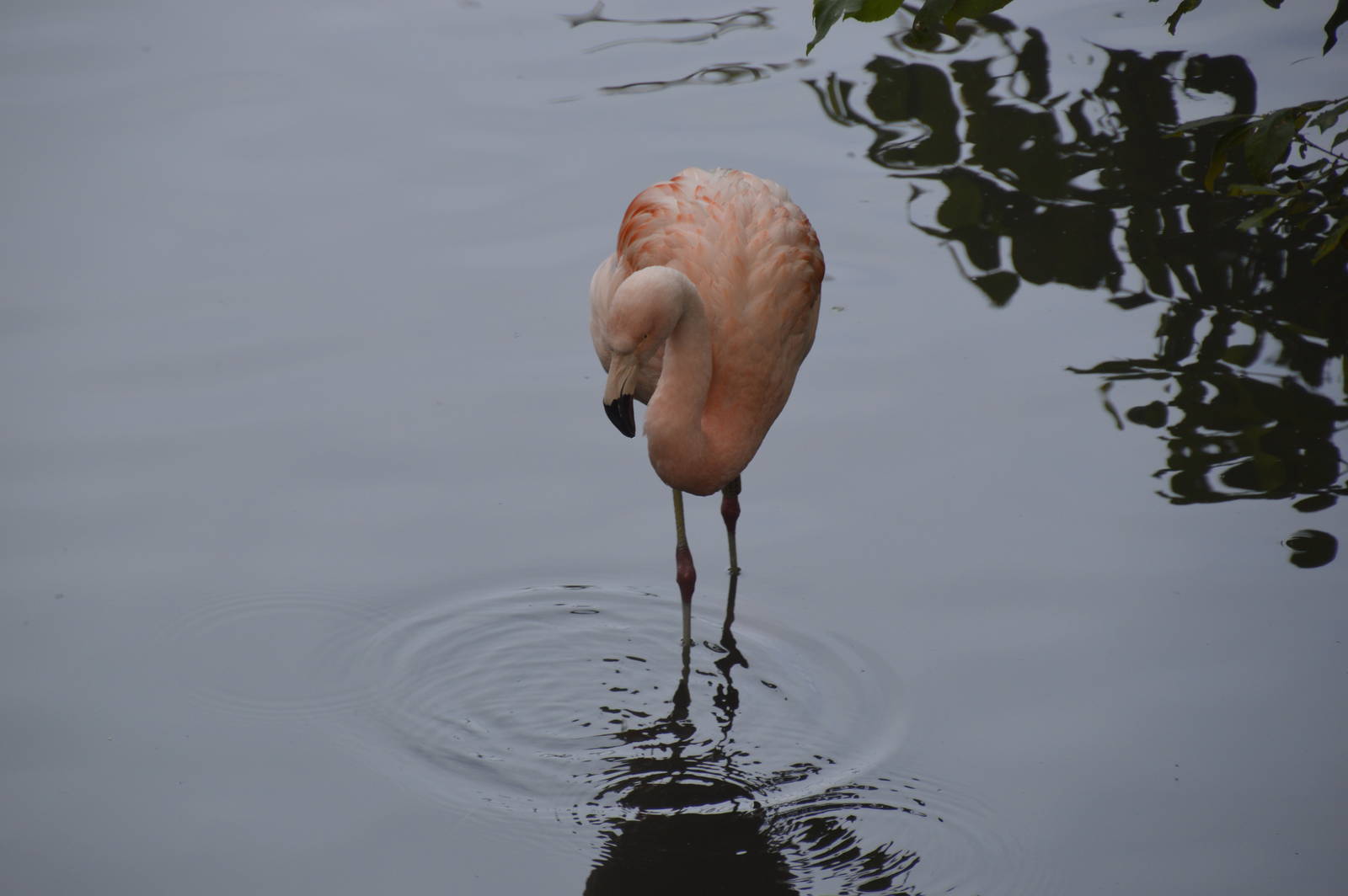Chilean Flamingo 050816