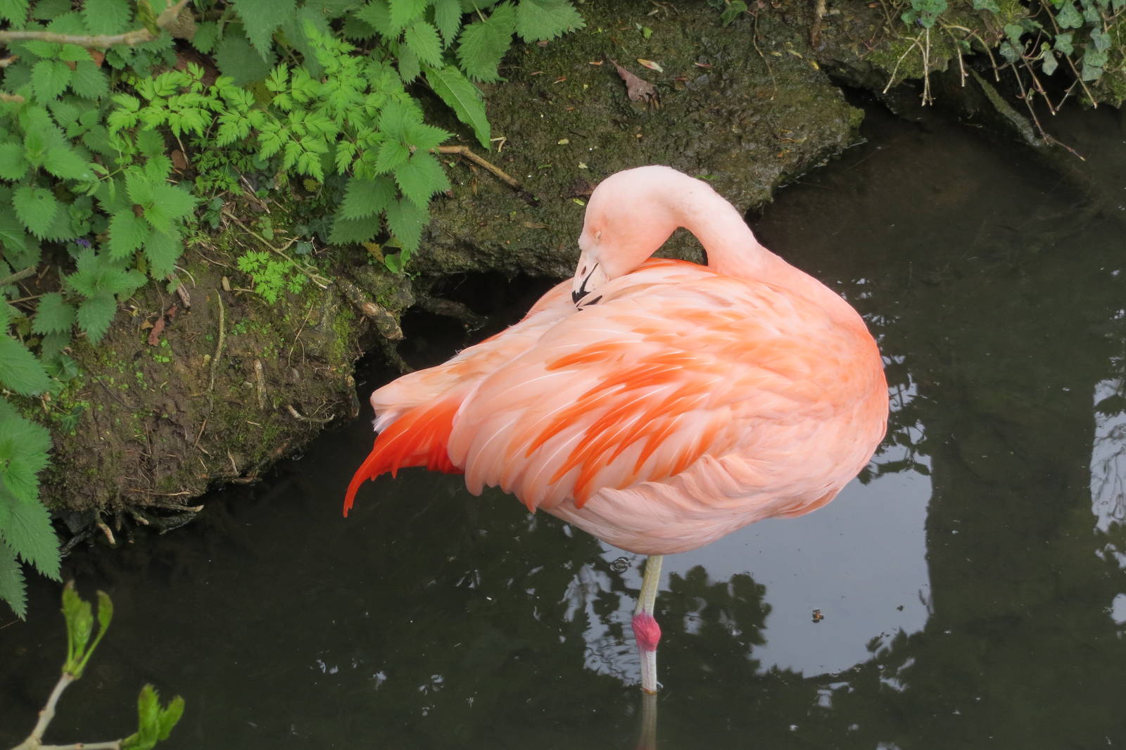 Chilean Flamingo 070515