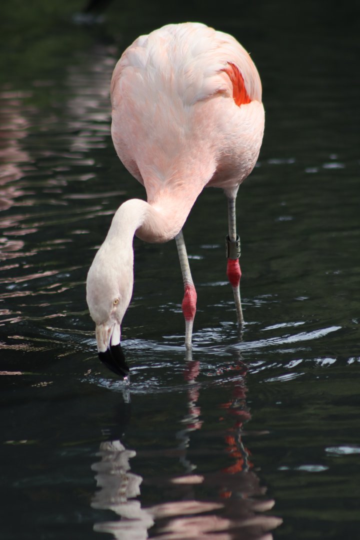 Chilean Flamingo - 1 August 2020