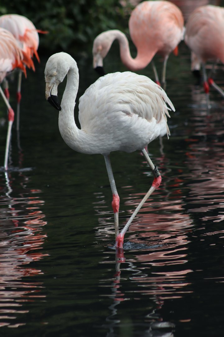 Chilean Flamingo - 1 August 2020