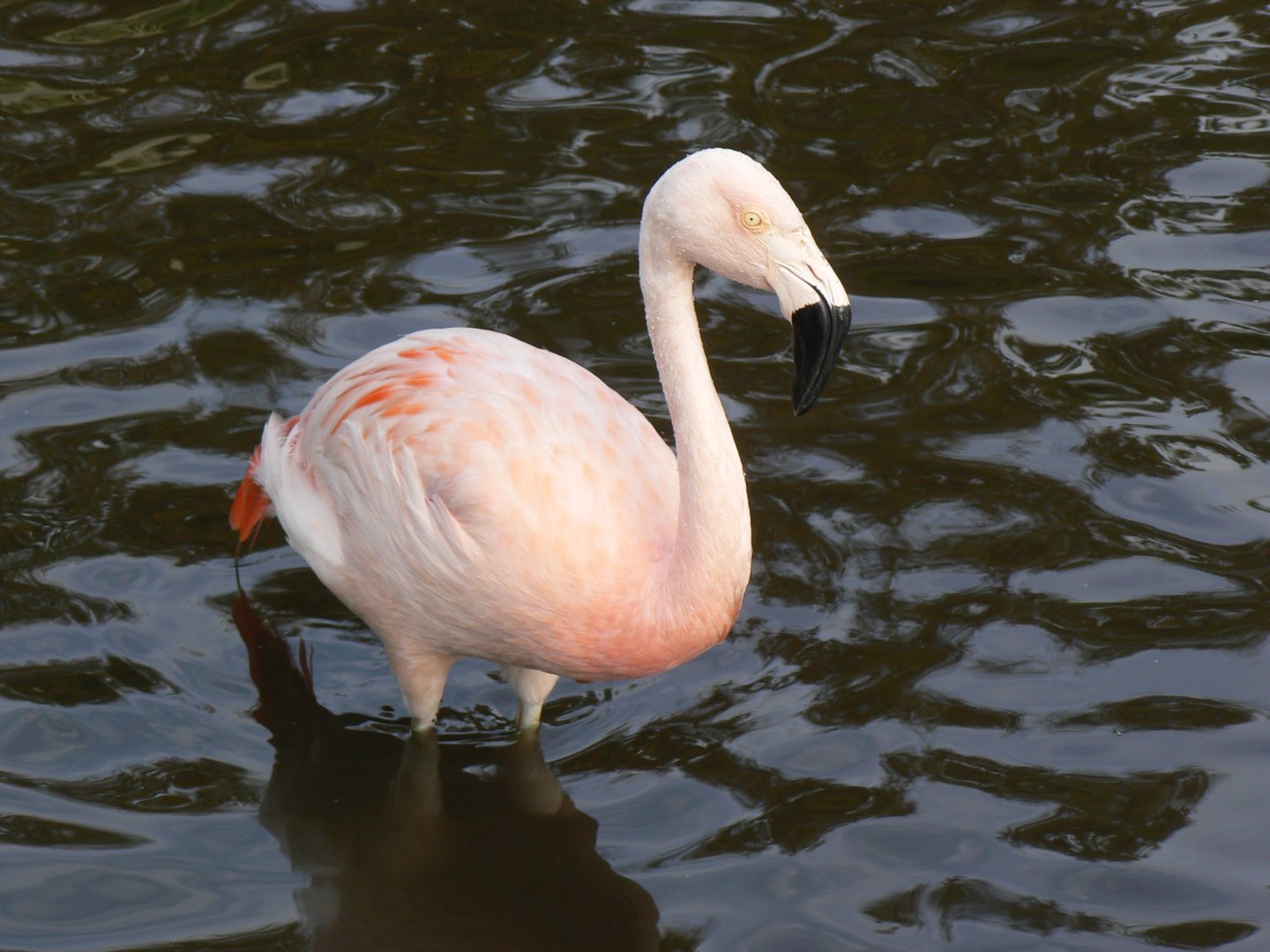 Chilean Flamingo - 14 October 2017