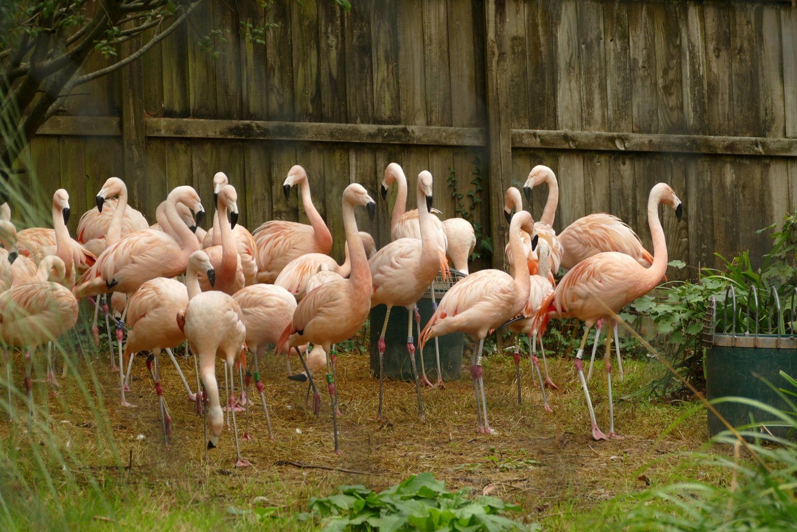 Chilean Flamingo, 14 September 2022