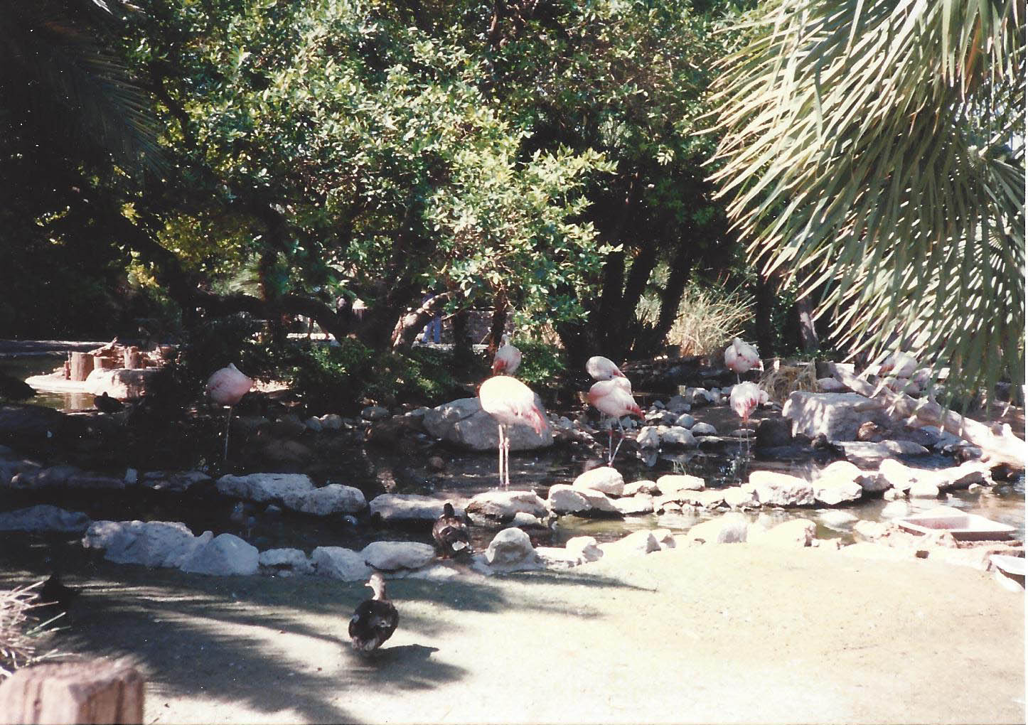Chilean Flamingo 1990s