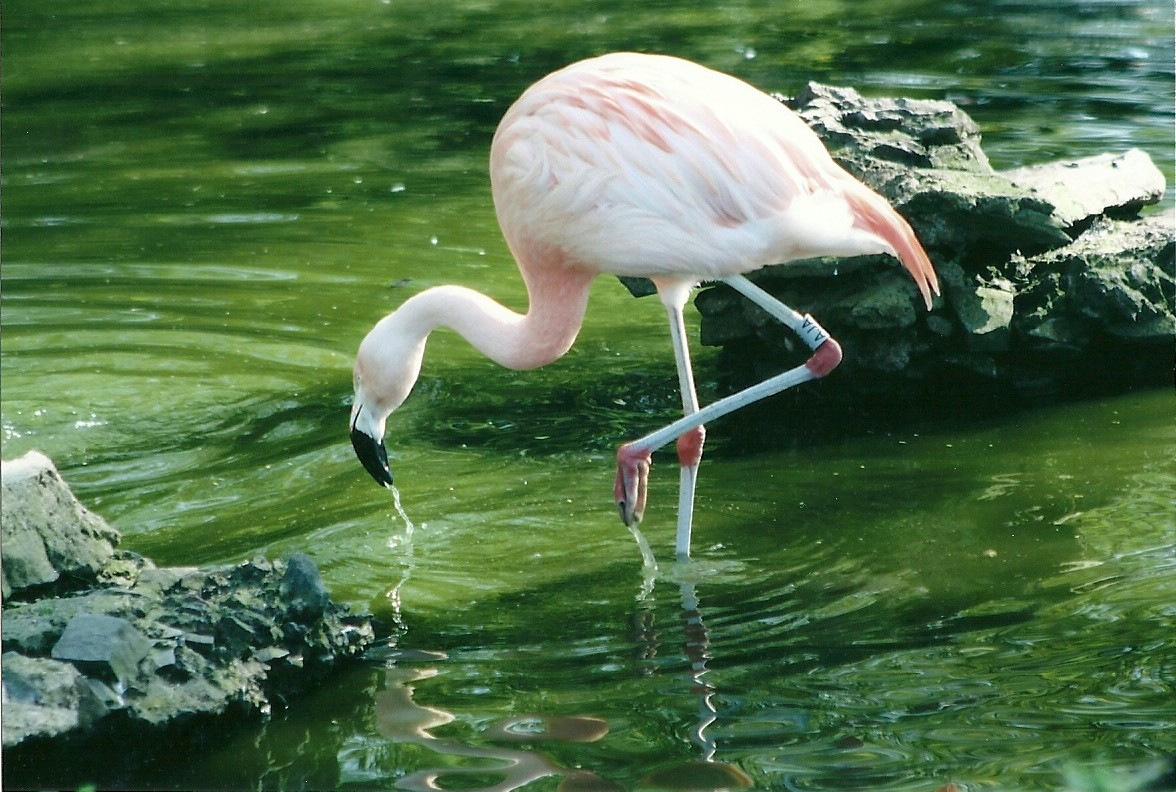 Chilean Flamingo 19th May 2013