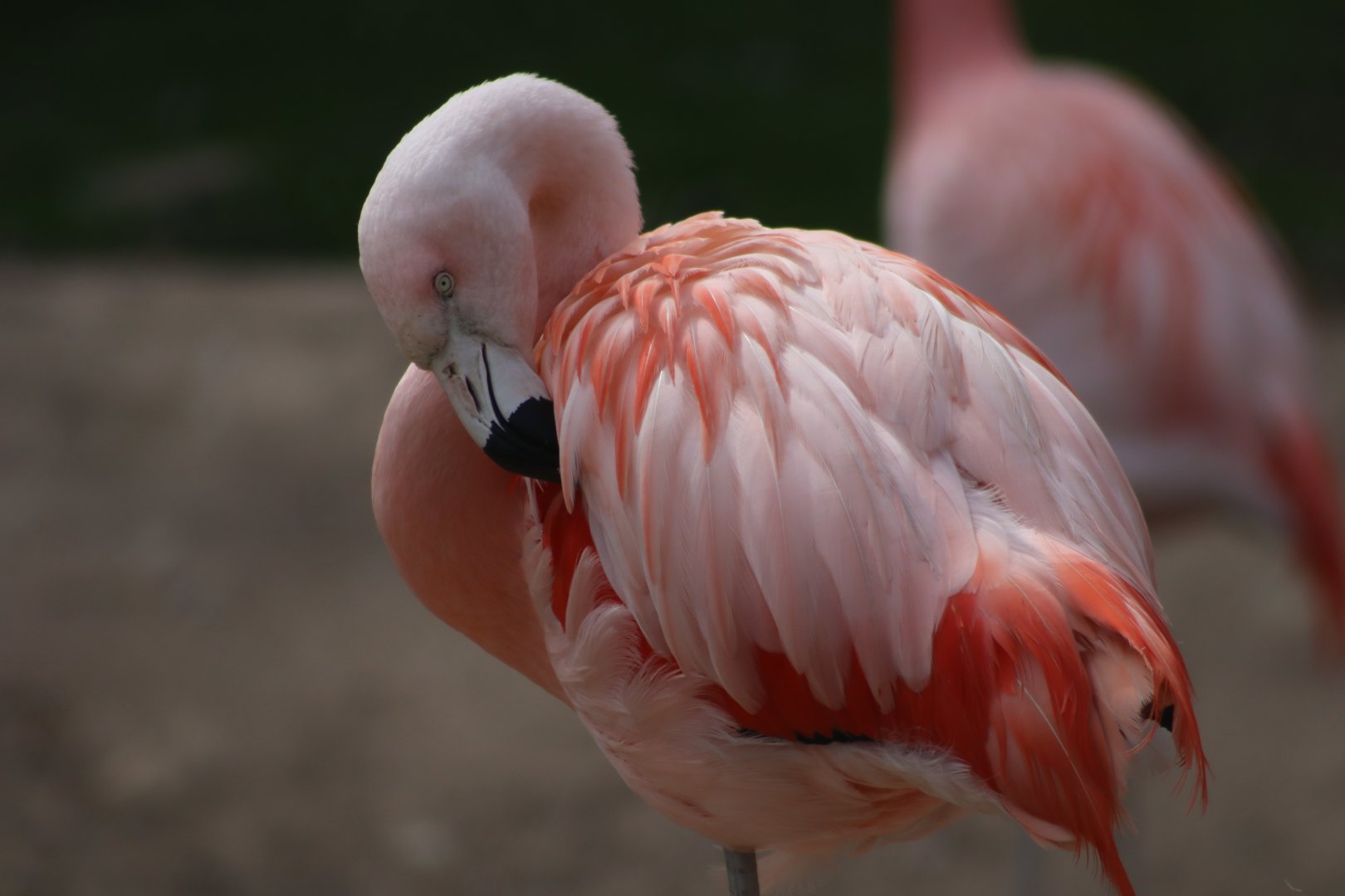Chilean flamingo - 20 April 2022