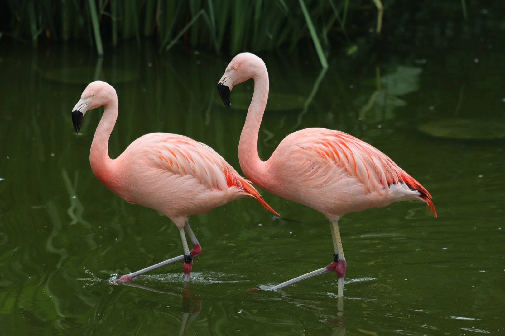 Chilean Flamingo - 20 June 2024
