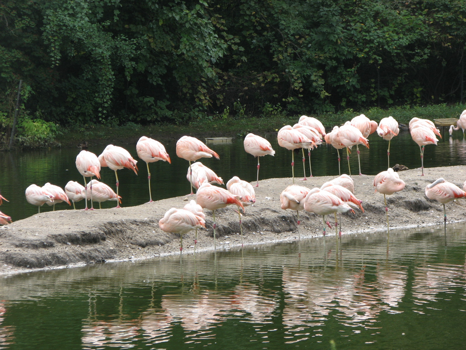 Chilean Flamingo 2011