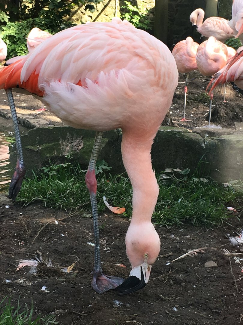 Chilean flamingo (2019)