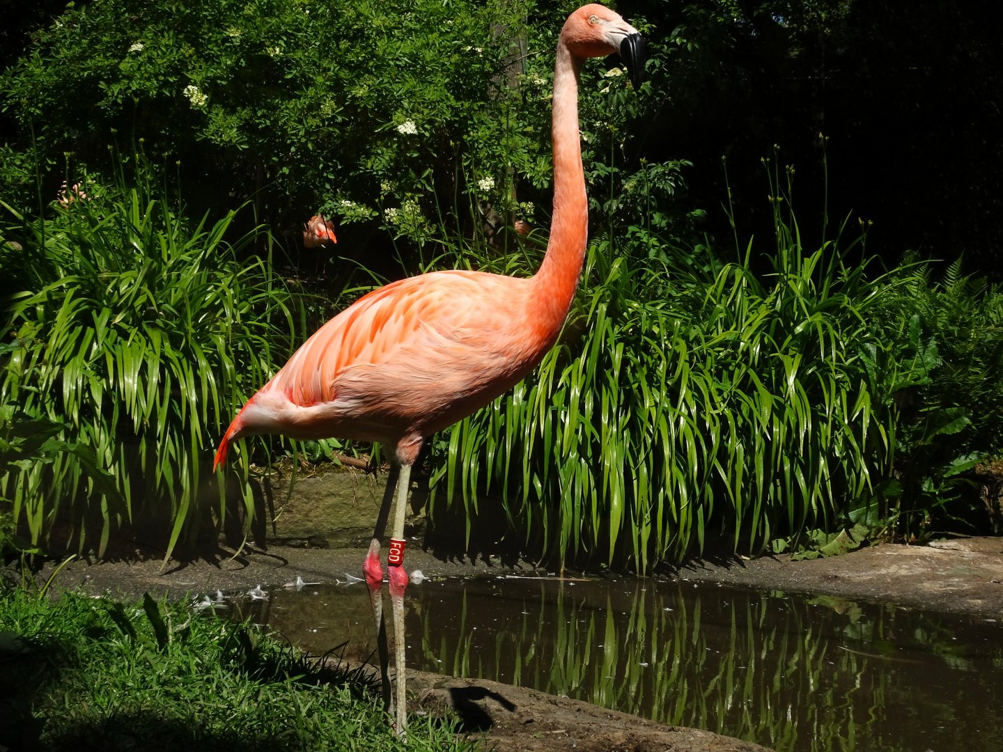 Chilean flamingo        21 May 2025