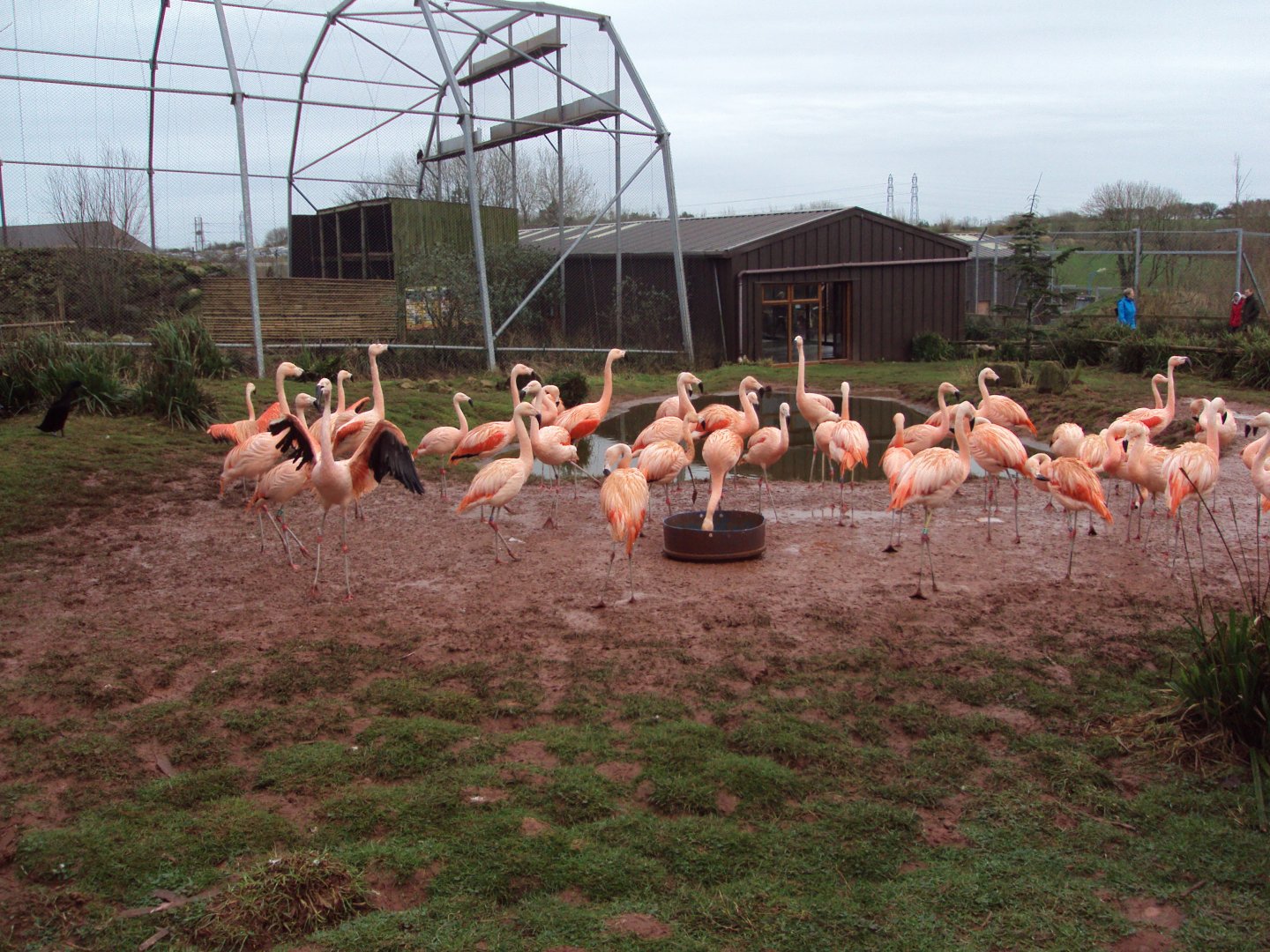 Chilean Flamingo 26/01/2020