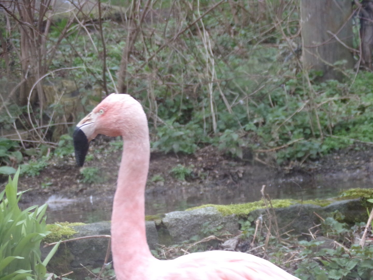 Chilean flamingo 26.2.23