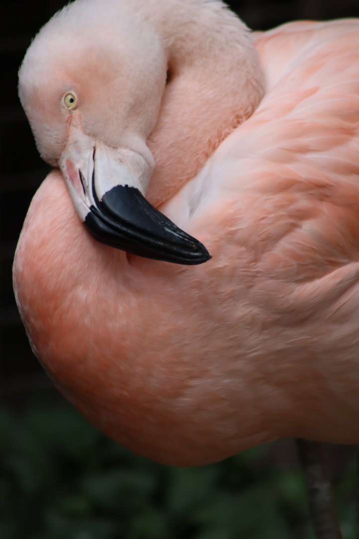 Chilean flamingo - 6 September 2021