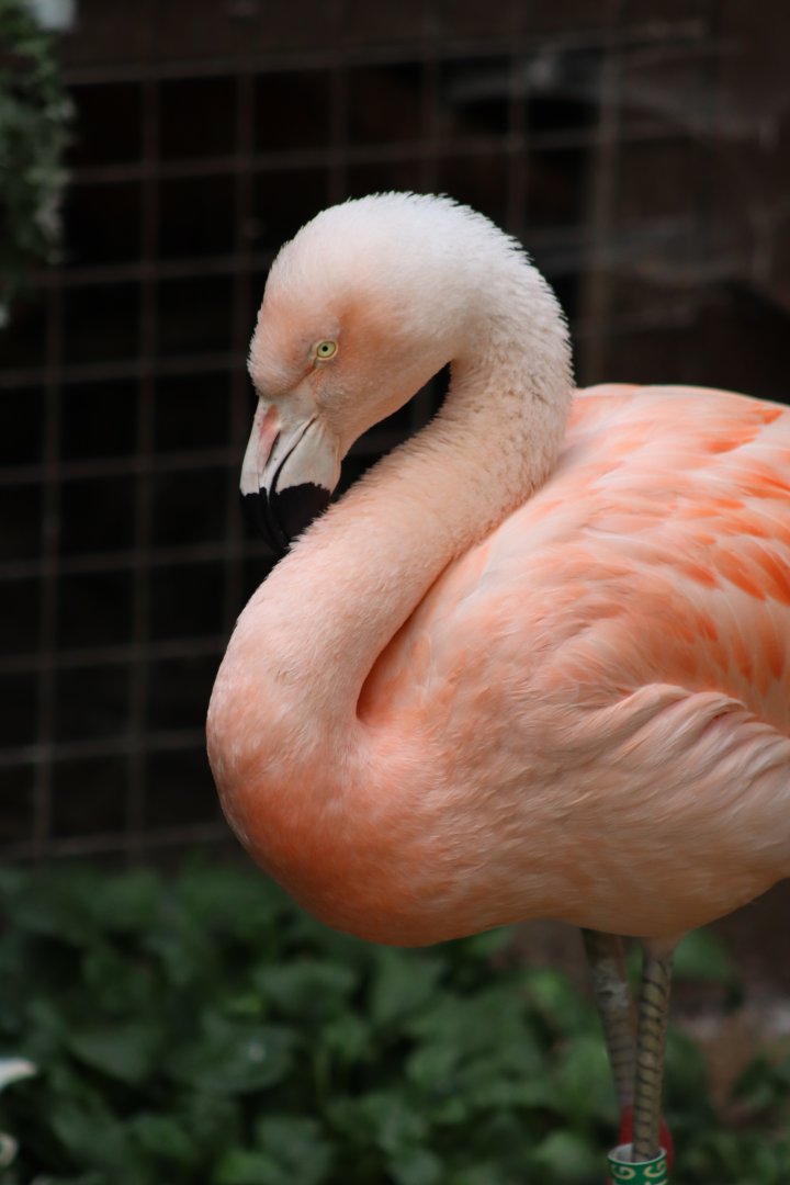 Chilean flamingo - 6 September 2021