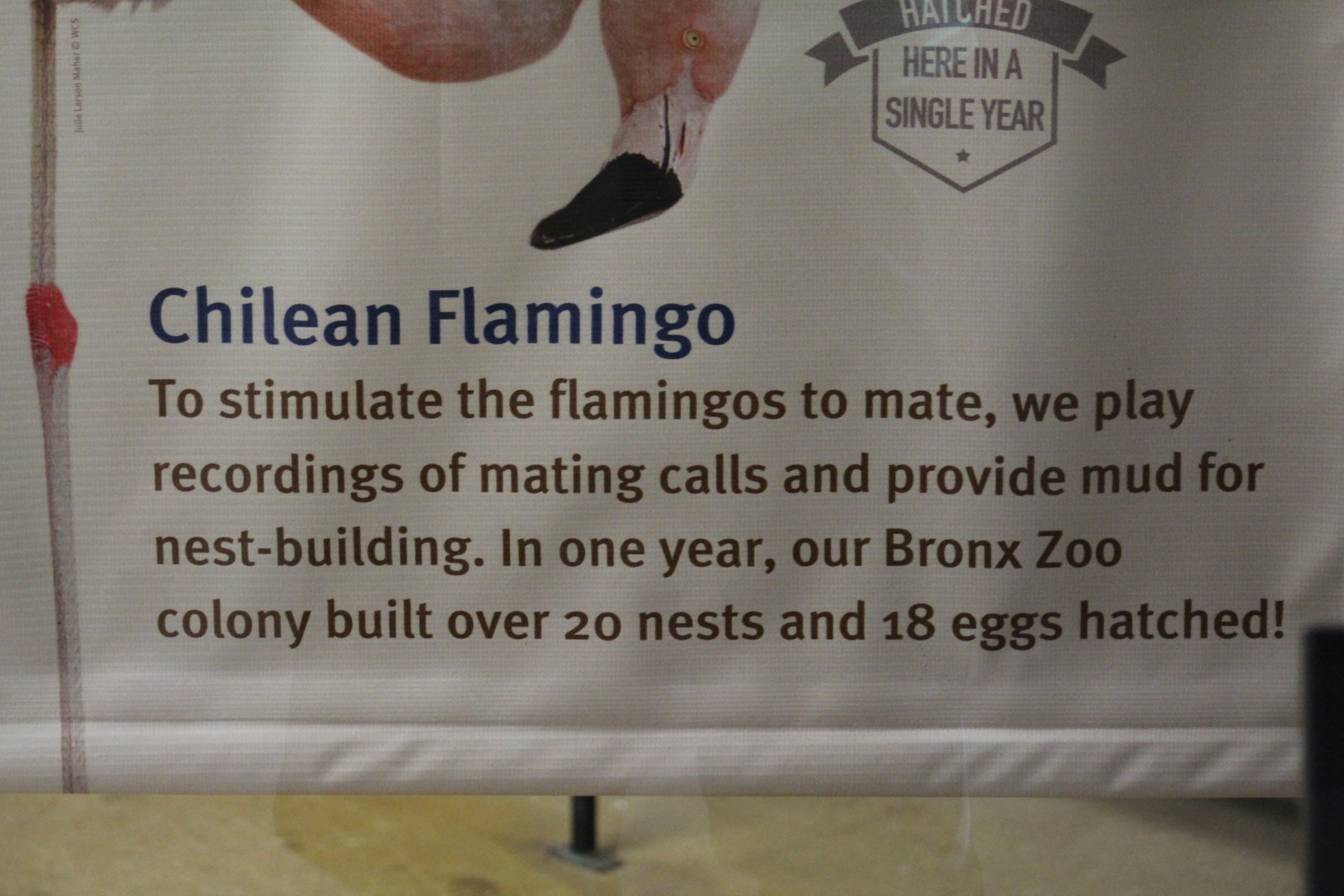 Chilean Flamingo Achievements