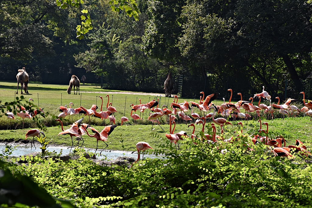Chilean flamingo & American flamingo