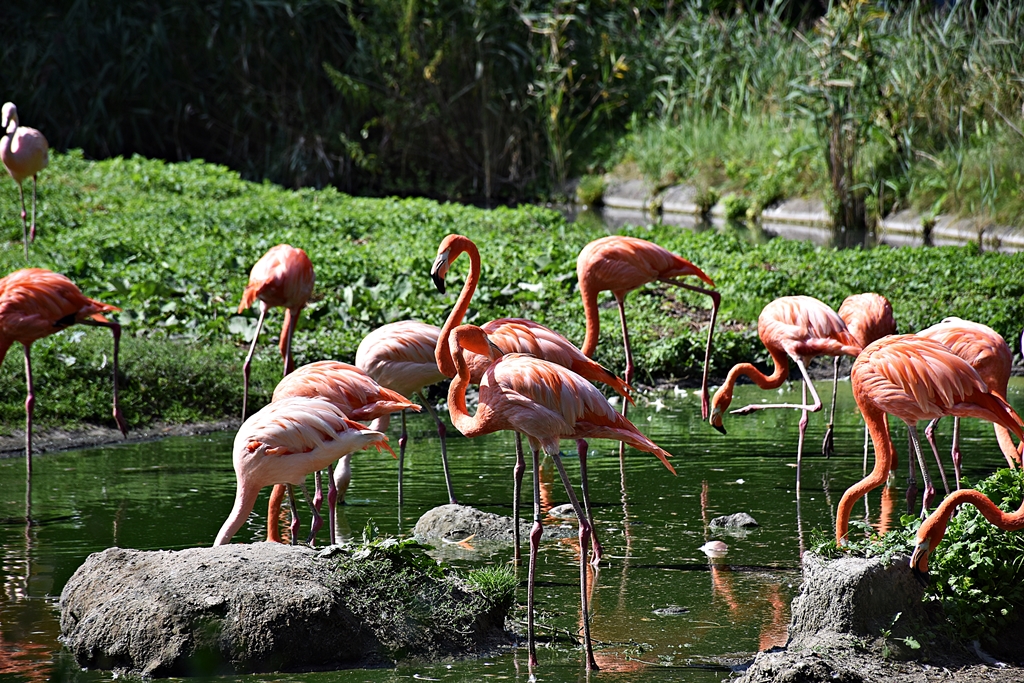 Chilean flamingo & American flamingo
