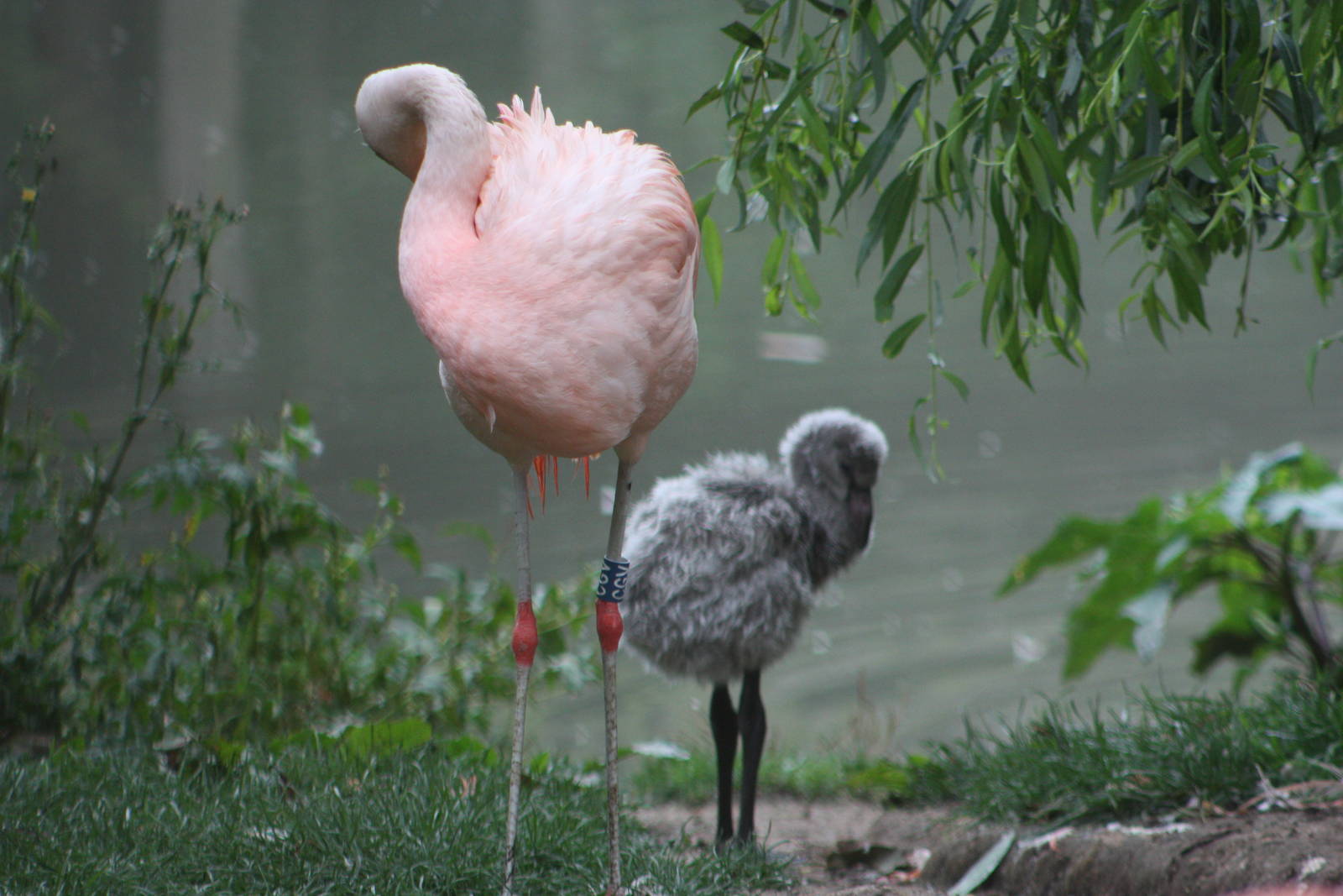 Chilean Flamingo and chick, 1st September 2014