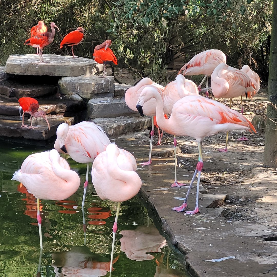 Chilean flamingo and Scarlet ibis -Zoo de Labenne (2023)