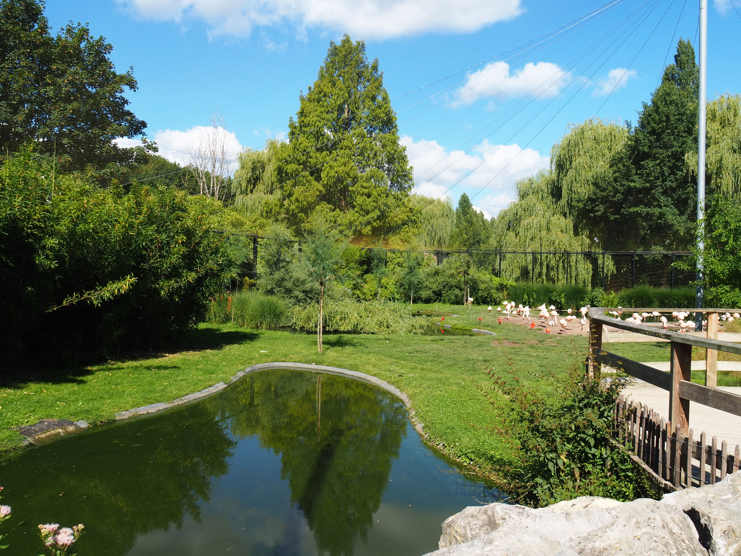 Chilean flamingo and waterfowl area in the South American aviary, 2020-07-21