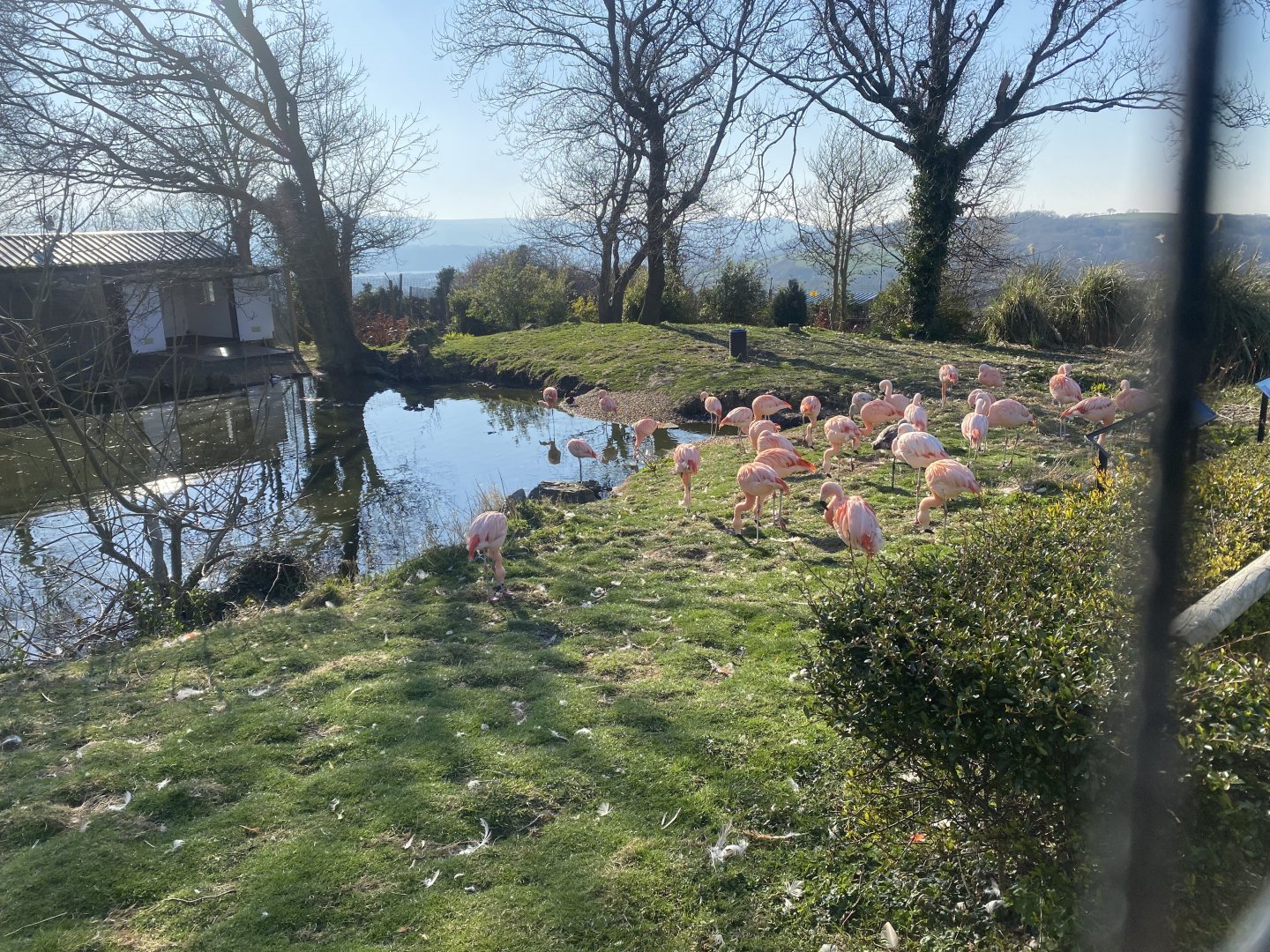 Chilean flamingo and waterfowl enclosure 190325