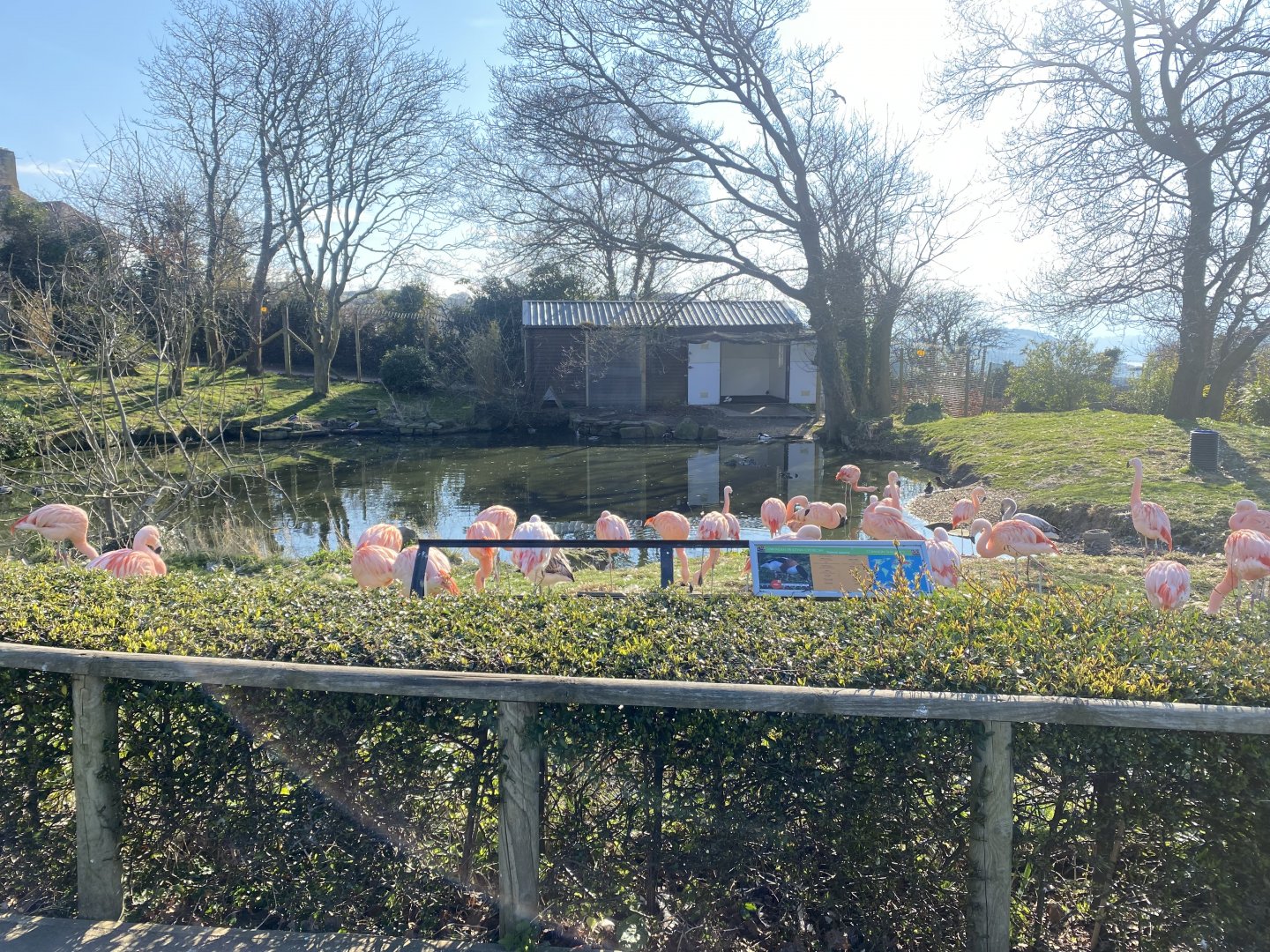 Chilean flamingo and waterfowl enclosure 190325